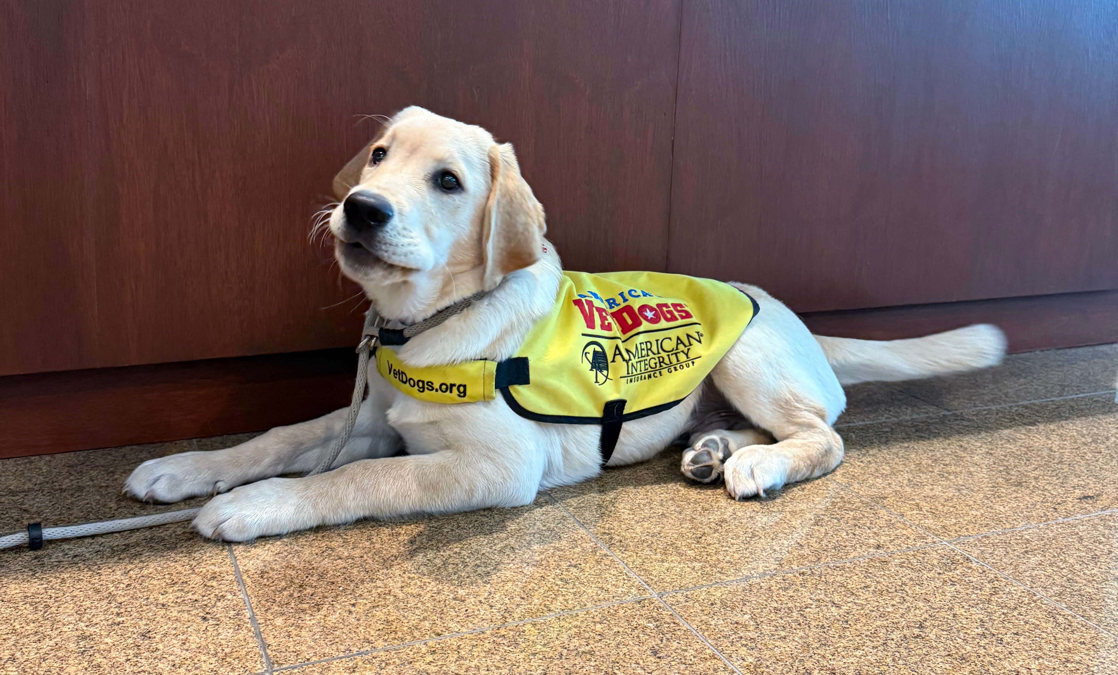 Our America's VetDog service puppy, Leo, lays down during an office visit